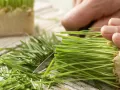 Celery-Grape Wheatgrass Juice preparation step 3 Celery-Grape Wheatgrass Juice preparation step 3