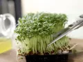 Cress Cocktail preparation step 1 Cress Cocktail preparation step 1