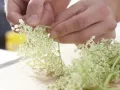 Elderflower Syrup preparation step 1 Elderflower Syrup preparation step 1