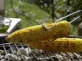 Grilled Corn preparation step 6 Grilled Corn preparation step 6