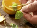 Lemon Balm and Cinnamon Tea preparation step 3 Lemon Balm and Cinnamon Tea preparation step 3
