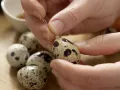 Marbled Quail Eggs preparation step 1 Marbled Quail Eggs preparation step 1