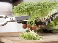Oak Leaf Lettuce and Cress Salad preparation step 6 Oak Leaf Lettuce and Cress Salad preparation step 6