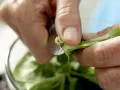 Wintry Green Salad preparation step 1 Wintry Green Salad preparation step 1