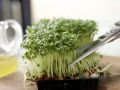 Cress Cocktail preparation step 1 Cress Cocktail preparation step 1