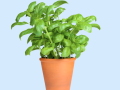 Basil