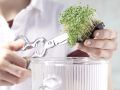 Soy-Cress Refresher preparation step 1 Soy-Cress Refresher preparation step 1